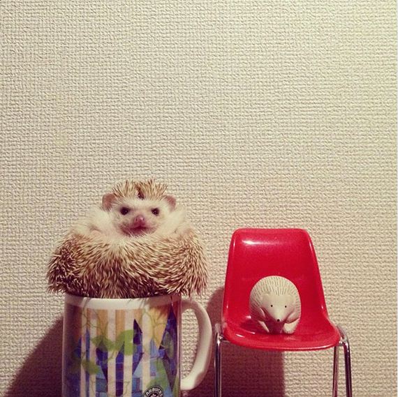Hedgehogs-Things