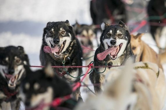 Most-Excited-Photos-Racing-Dogs