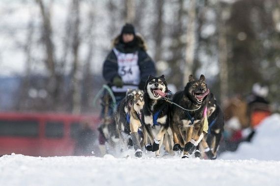 Most-Excited-Photos-Racing-Dogs