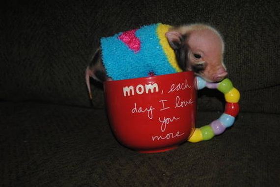 Pictures-eacup-Pigs