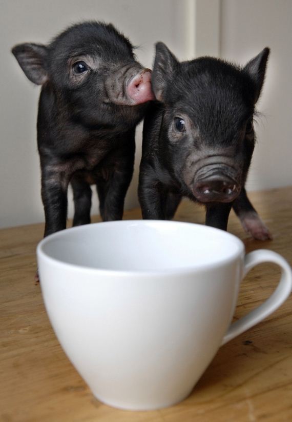 Pictures-eacup-Pigs