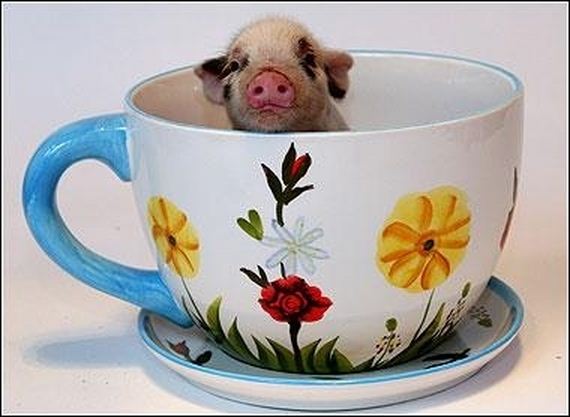 Pictures-eacup-Pigs