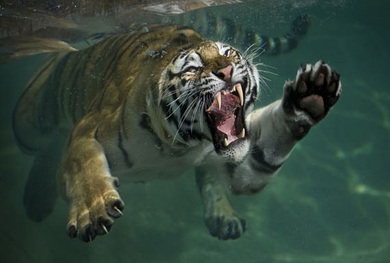 Tiger-First-image