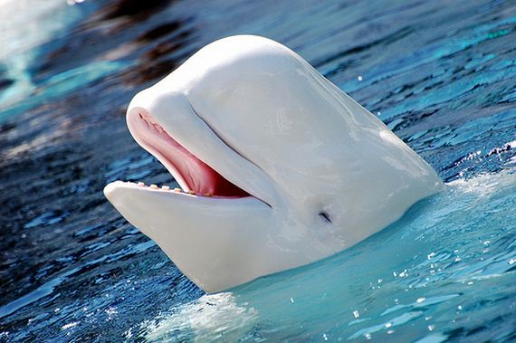 Why-Beluga-Whales-Should