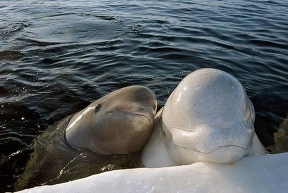 Why-Beluga-Whales-Should