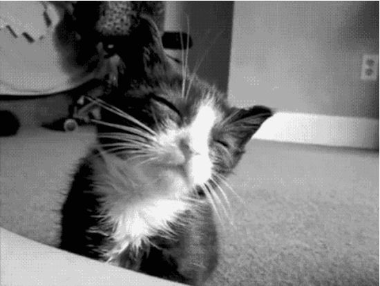 Why-Nap-Time-Should-Mandatory-Cats