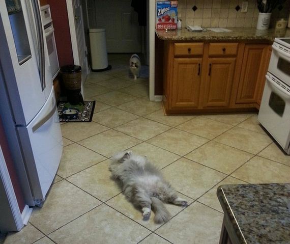 Why-Nap-Time-Should-Mandatory-Cats