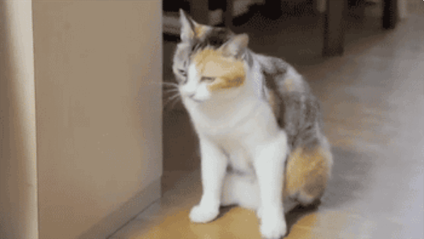 Why-Nap-Time-Should-Mandatory-Cats