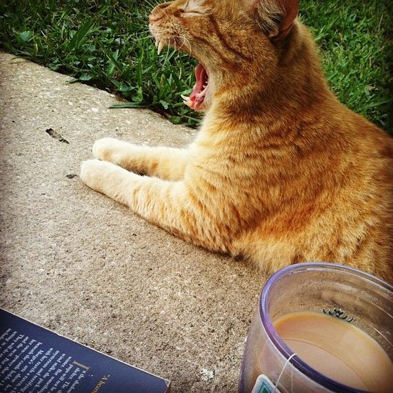 Why-Nap-Time-Should-Mandatory-Cats