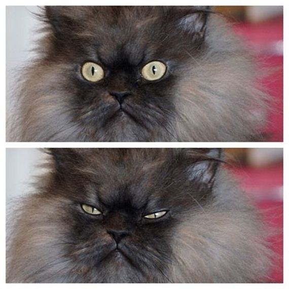 Why-Nap-Time-Should-Mandatory-Cats