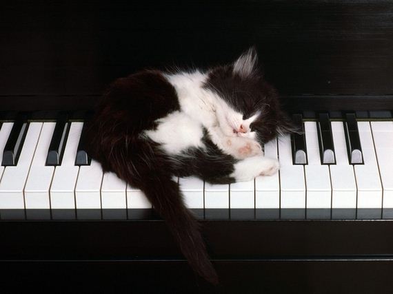 Why-Nap-Time-Should-Mandatory-Cats
