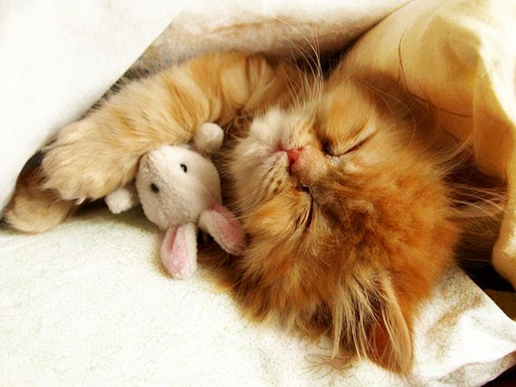Why-Nap-Time-Should-Mandatory-Cats
