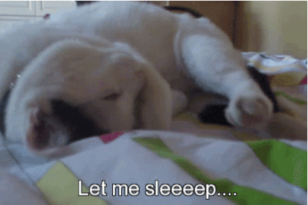 Why-Nap-Time-Should-Mandatory-Cats