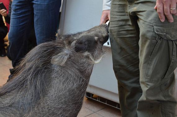 a-lion-monkey-and-warthog-visited