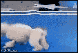 absolutely-unexplainable-gifs