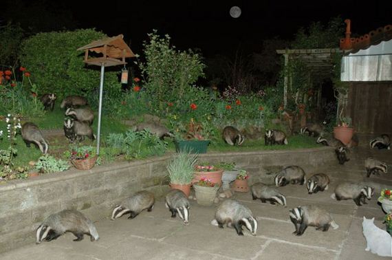 acid_picdump_2