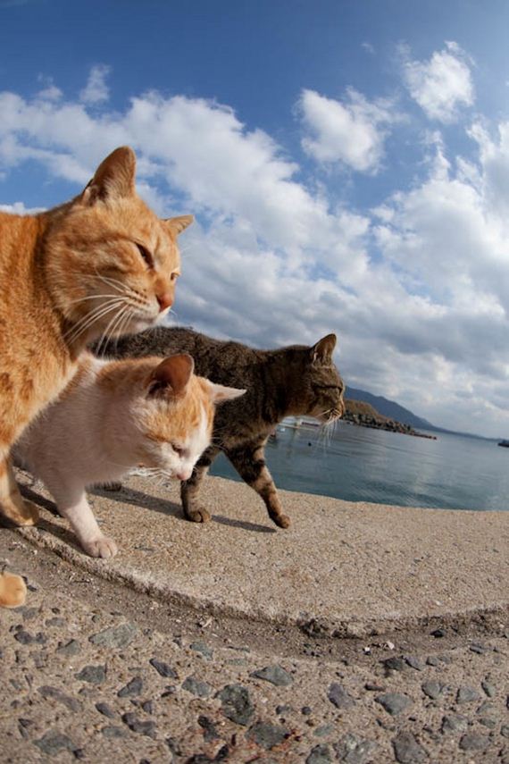 amazing-photos-from-cat-heaven