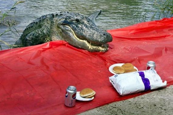 an_uninvited_picnic_guest
