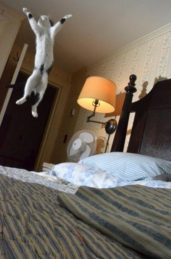 animals-defying-gravity