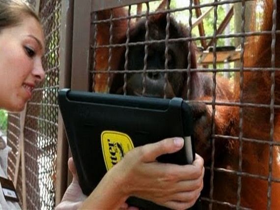 apes-are-using-iPads-now-humanity-doomed