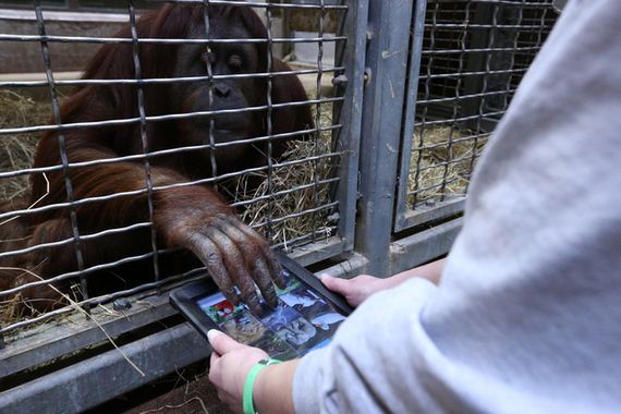 apes-are-using-iPads-now-humanity-doomed