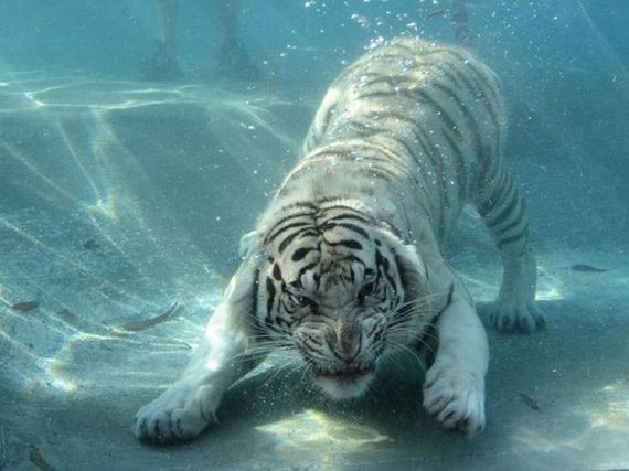awesome-photos-part-12