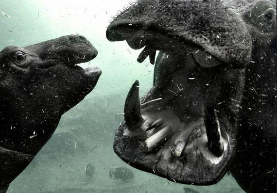 awesome_photos-1