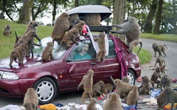 baboons-vs-tourists
