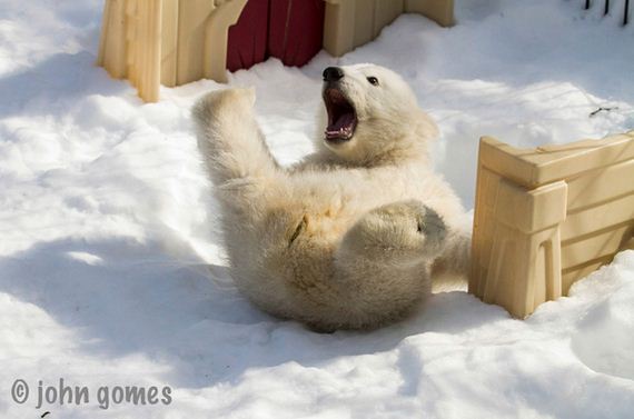 baby-polar-bear