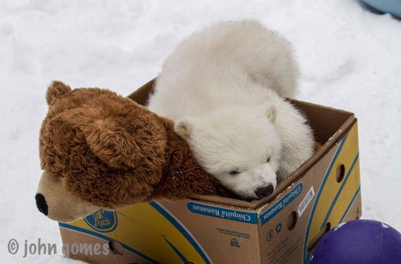 baby-polar-bear