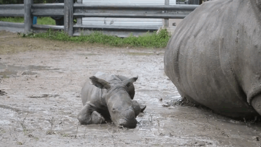 baby-rhino-learns-walk