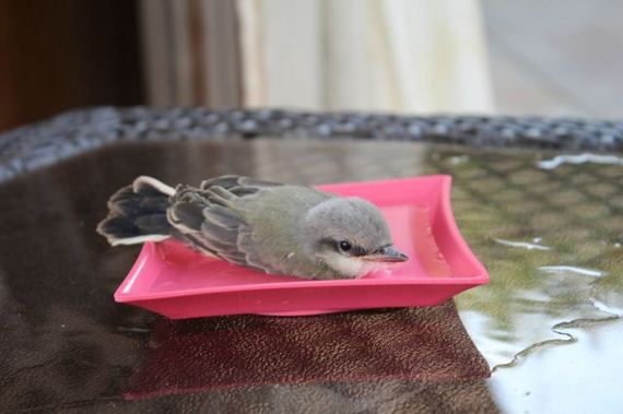baby_bird_is_rescued_by_the_kindness_of_man