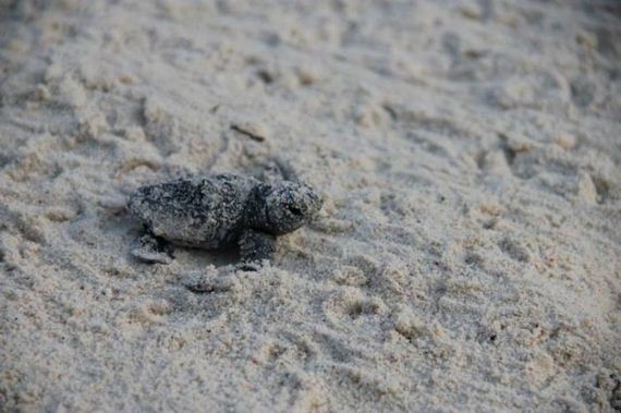baby_turtles_to_sea