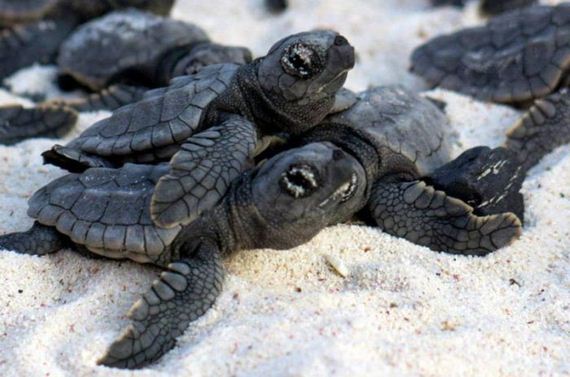 baby_turtles_to_sea