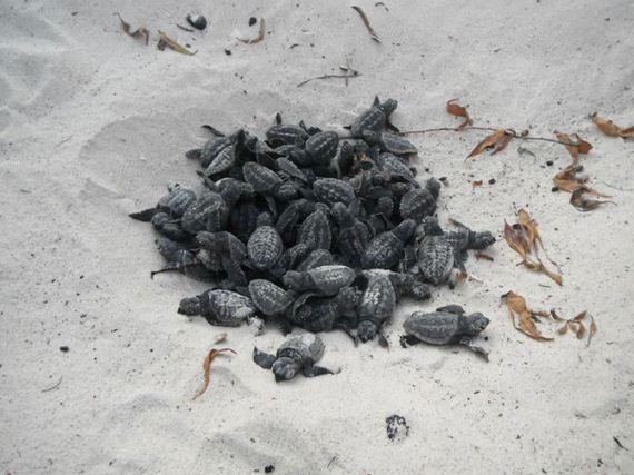 baby_turtles_to_sea