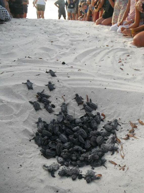 baby_turtles_to_sea