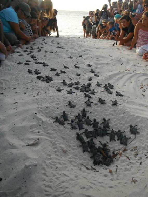 baby_turtles_to_sea