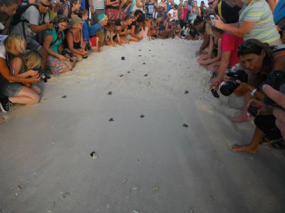 baby_turtles_to_sea