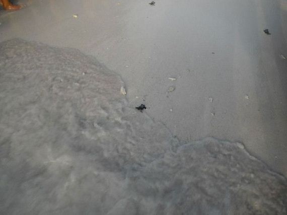 baby_turtles_to_sea