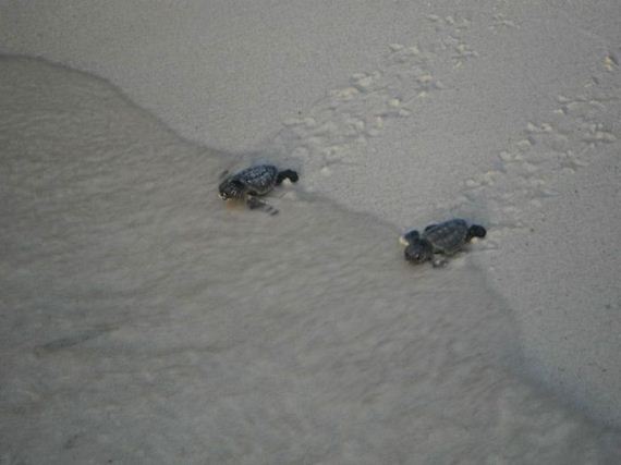 baby_turtles_to_sea