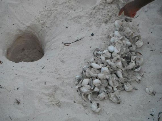baby_turtles_to_sea