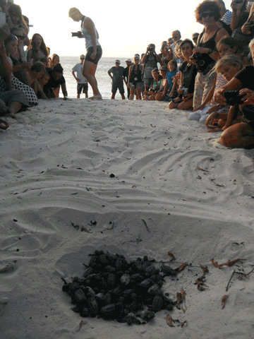 baby_turtles_to_sea