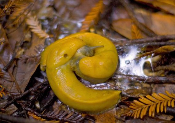 banana-slug