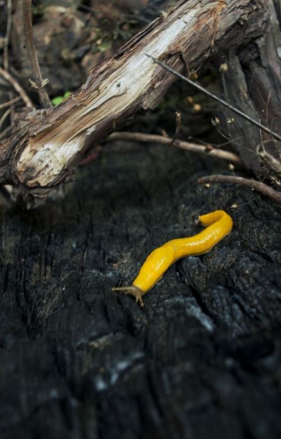 banana-slug