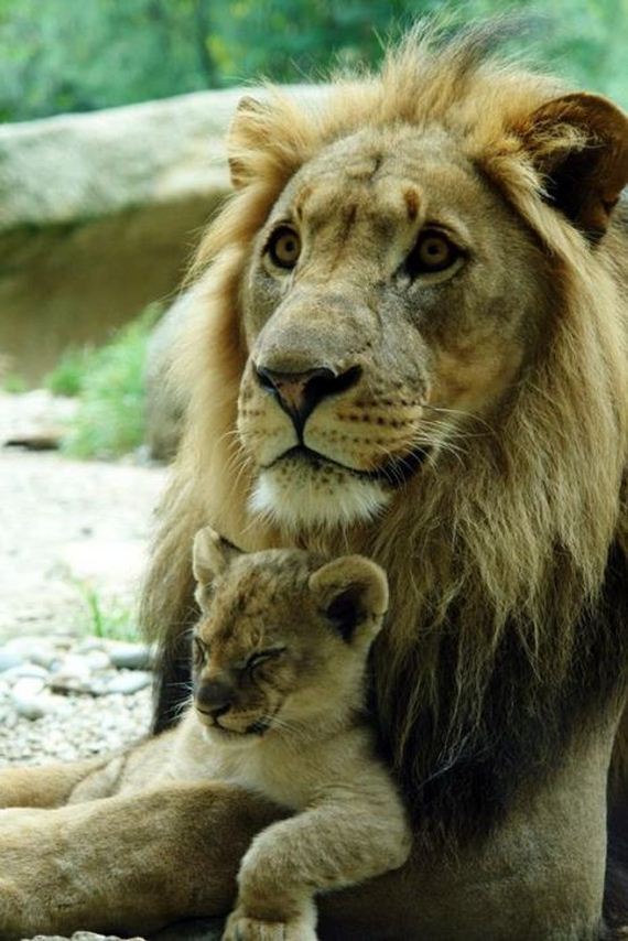 beautiful_animal_pictures_collection