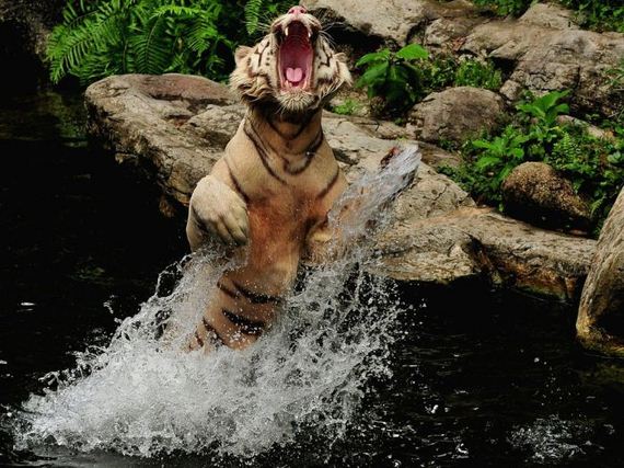 beautiful_animal_pictures_collection