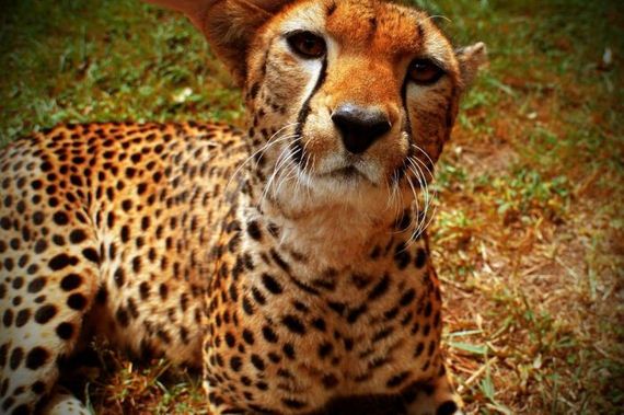 beautiful_animal_pictures_collection
