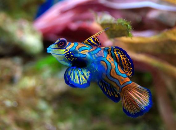beautiful_animal_pictures_collection