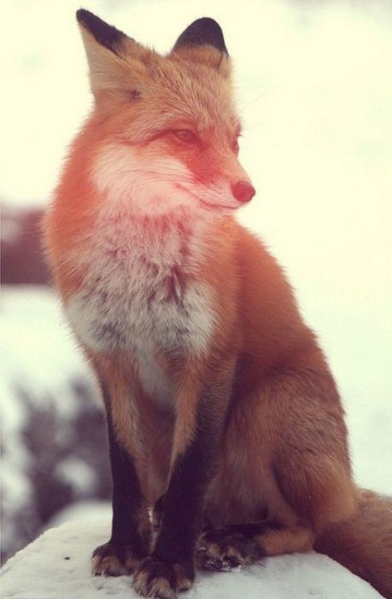 beautiful_animal_pictures_collection