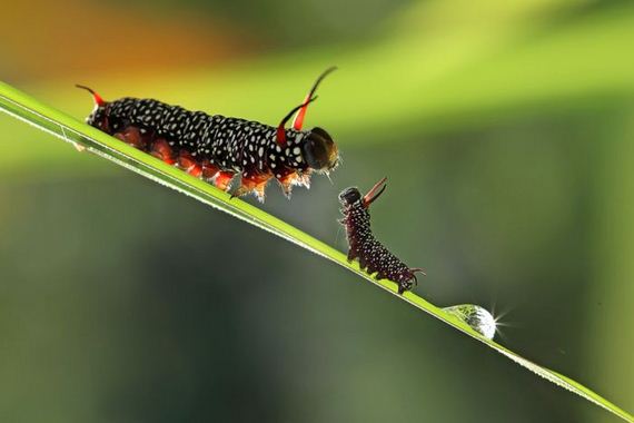 beautiful_animal_pictures_collection